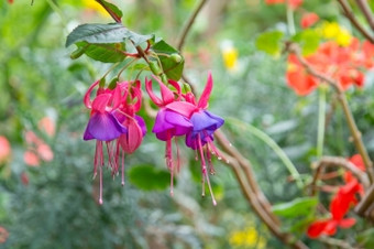 美丽的樱红色花与雨露水美丽的樱红色花与雨露水花园