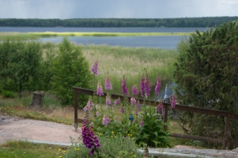 毛地黄常见的毛地黄紫色的毛地黄洋地黄紫竹花宏与湖视图周围仲夏瓦姆兰瑞典