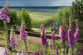 毛地黄常见的毛地黄紫色的毛地黄洋地黄紫竹花宏与湖视图周围仲夏瓦姆兰瑞典