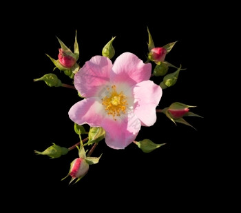 野生玫瑰四个味蕾野生玫瑰粉红色的蔷薇属金属狗玫瑰特写镜头孤立的黑色的