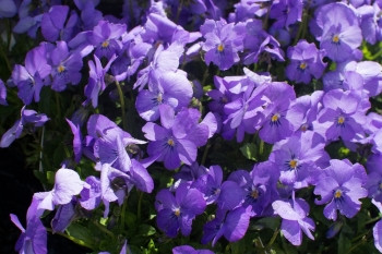 甜蜜的紫色的紫罗兰色的花甜蜜的紫色的紫罗兰色的花违反了科努塔特写镜头完整的框架阳光和与雨滴