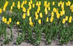 黄色的郁金香阳光明媚的一天春天瑞典五月