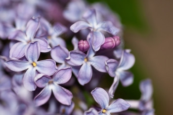 淡紫色花与三个小味蕾淡紫色花与三个小味蕾宏
