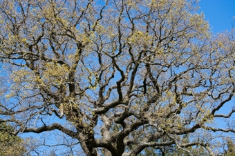 橡木分支机构与<strong>新春</strong>天叶子对蓝色的天空瑞典五月