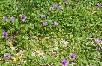 紫色的早....<strong>荣耀荣耀</strong>日益增长的自然斯里兰卡斯里兰卡亚洲