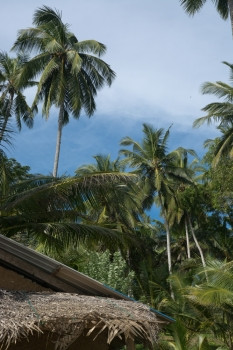 椰子棕榈树郁郁葱葱的绿色丛林花园和天空远程位置南部省斯里兰卡斯里兰卡亚洲