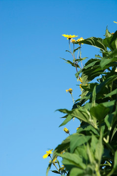 向日葵和植被对蓝色的天空9月瑞典