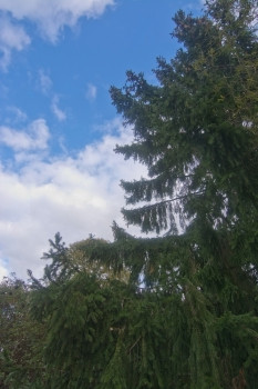 老云杉树与视锥细胞对天空斯德哥尔摩瑞典10月