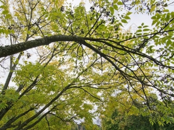 黑龙江软木塞树分支机构对的天空瑞典10月黑龙江软木塞树