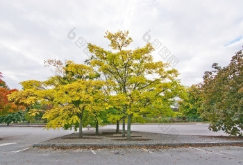 黑龙江软木塞树停车很多瑞典10月黑龙江软木塞树