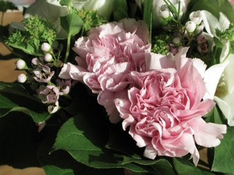 粉红色的康乃馨花石竹类植物特写镜头粉红色的康乃馨花石竹类植物特写镜头软浪漫的花束