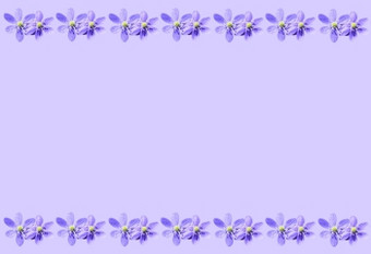 紫色的Hepatica花背景紫色的春天背景框架与Hepatica诺比利斯苔类花