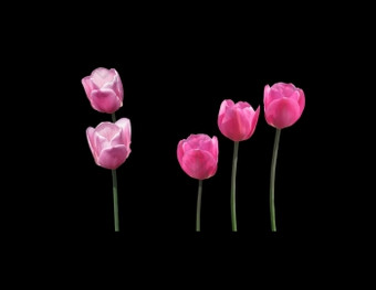 五个粉红色的郁金香五个粉红色的郁金香孤立的黑色的