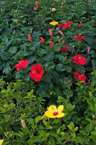 红色的芙蓉花红色的黄色的芙蓉花芙蓉中国特写镜头马略卡岛1月