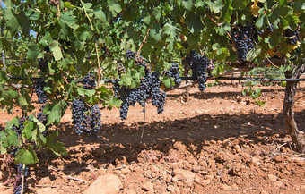 葡萄成熟马略卡岛葡萄成熟股票马略卡岛葡萄园阳光明媚的一天马略卡岛西班牙