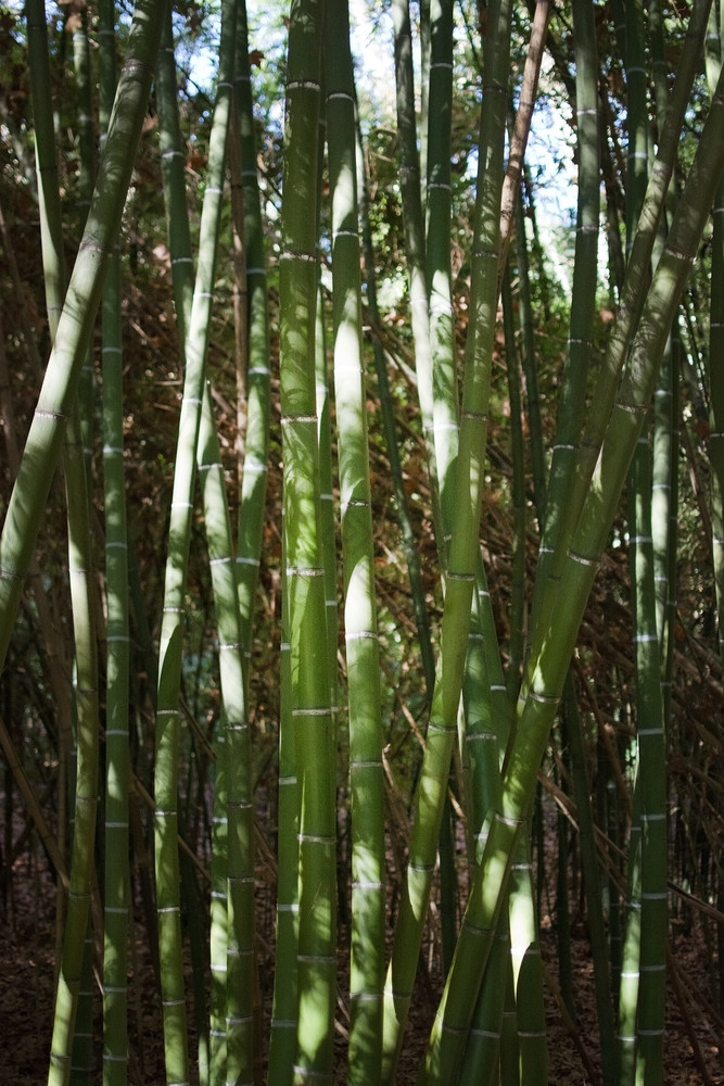 竹子特写镜头密集的布什竹子特写镜头密集的布什与阳光照射的叶子和阴影