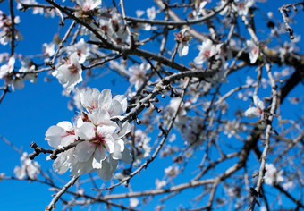 开花杏仁树农村马略卡岛开花杏仁树农场1月农村马略卡岛巴利阿里群岛岛屿西班牙