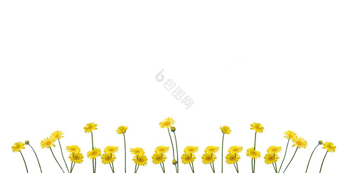 的洋甘菊的洋甘菊保证金孤立的的洋甘菊保证图片