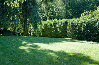 新鲜的新修剪草坪上包围树夏天阳光照射的花园瑞典新鲜的新修剪草坪上包围树