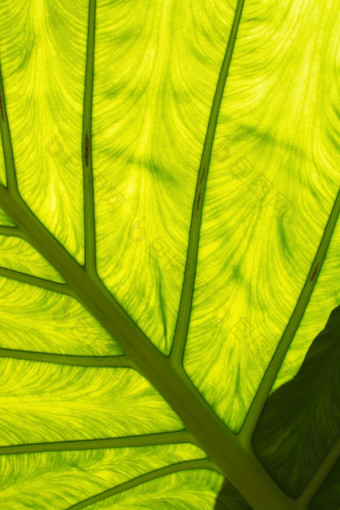 大绿色叶与静脉透明度和有趣的阴影摘要有机特写镜头细节背景纹理大绿色叶与静脉