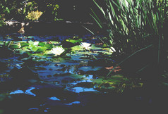 水生植物白色睡莲绿色花园阳光明媚的下午马略卡岛西班牙水生植物白色睡莲