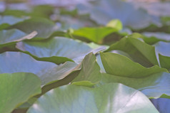 水生植物睡莲叶子特写镜头绿色花园阳光明媚的下午马略卡岛西班牙水生植物睡莲叶子特写镜头