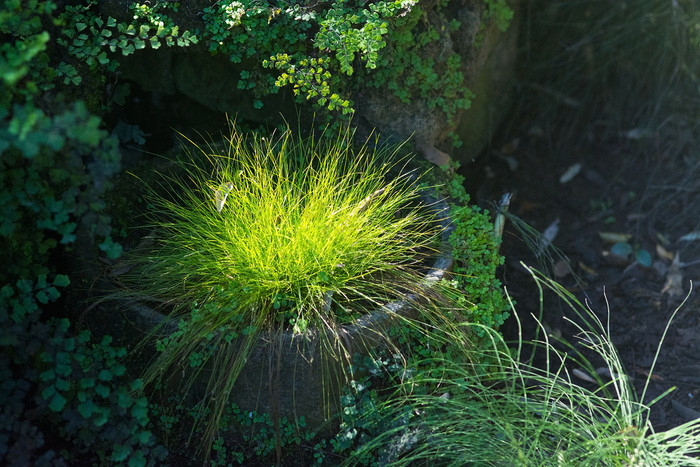阳光照射的草有机特写镜头植物细节背景纹理阳光照射的草有机特写镜头植物