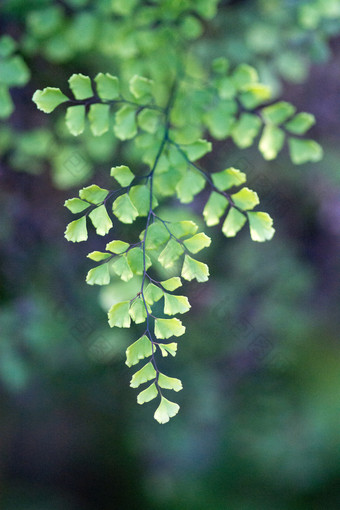 阳光照射的gingkobiloba<strong>叶子</strong>宏背景纹理和散景绿色和紫色的<strong>阴影</strong>阳光照射的gingkobiloba<strong>叶子</strong>宏背景