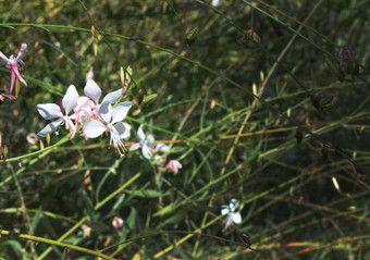 宏<strong>茉莉花</strong>花jasminoides与散景背景软阳光宏<strong>茉莉花</strong>花jasminoides