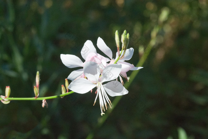 宏茉莉花花jasminoides与散景背景软阳光宏茉莉花花jasminoides