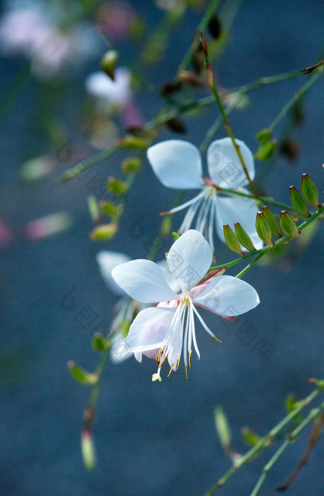 宏茉莉花花jasminoides与散景背景软阳光宏茉莉花花jasminoides