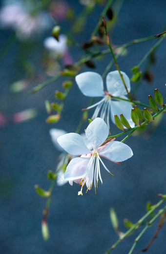 宏<strong>茉莉花</strong>花jasminoides与散景背景软阳光宏<strong>茉莉花</strong>花jasminoides