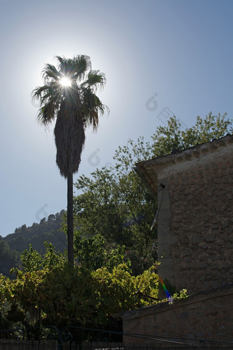 太阳闪亮的后面棕榈树阳光明媚的下午马略卡岛西班牙太阳闪亮的后面棕榈树