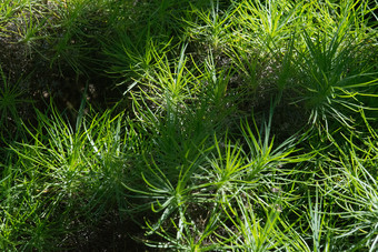 绿色长满草的植物Plantago树木流行马略卡岛西班牙绿色长满草的植物Plantago树木