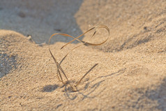 永恒∞形状的象征稻草阳光照射的桑迪海滩谷物宏特写镜头背景纹理永恒∞形状的象征稻草阳光照射的桑迪海滩