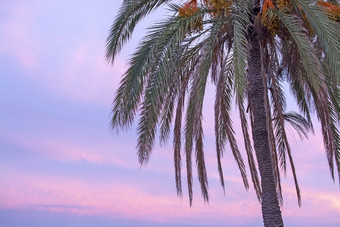粉状粉红色的冬天日落天空<strong>与水</strong>果轴承棕榈树11月马略卡岛西班牙粉状粉红色的冬天日落天空<strong>与水</strong>果轴承棕榈树