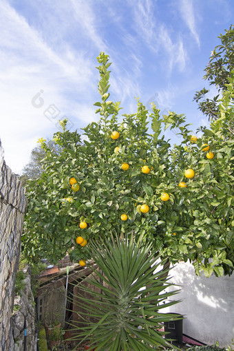 柠檬树与成熟的水果内部由于受到花园12月马略卡岛西班牙柠檬树与成熟的水果内部由于受到花园
