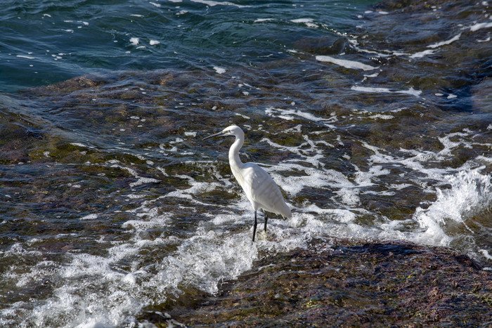 白色白鹭鸟岩石沿海地面的海马略卡岛西班牙白色白鹭鸟岩石沿海地面