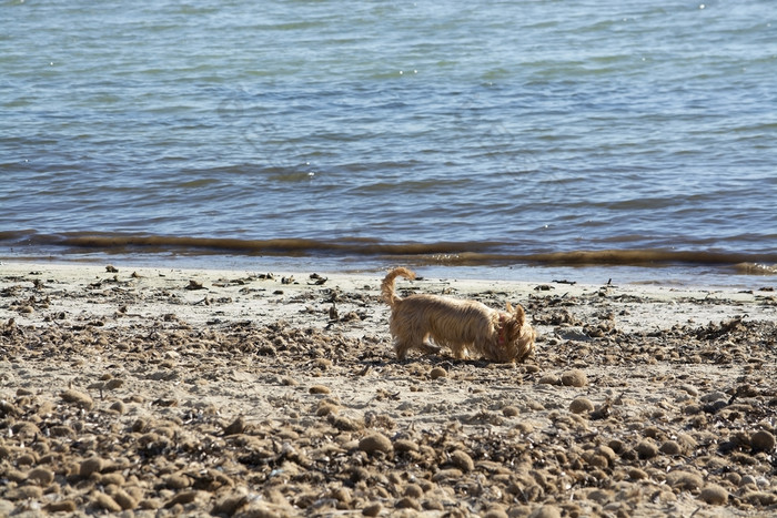 可爱的狗玩桑迪海滩阳光明媚的冬天一天马略卡岛西班牙可爱的狗玩桑迪海滩阳光明媚的冬天一天