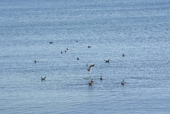 海鸥享受免费的空间蓝色的地中海水明亮的和阳光明媚的冬天一天马略卡岛西班牙海鸥享受免费的空间蓝色的地中海水
