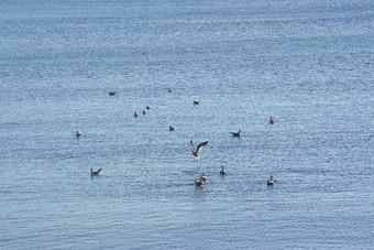 <strong>海</strong>鸥享受免费的空间<strong>蓝色</strong>的地中<strong>海</strong>水明亮的和阳光明媚的冬天一天马略卡岛西班牙<strong>海</strong>鸥享受免费的空间<strong>蓝色</strong>的地中<strong>海</strong>水