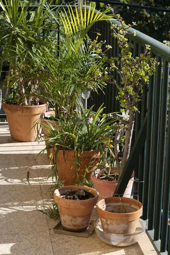 郁郁葱葱的绿色阳台与手掌和其他植物Terracotta锅酒桶马略卡岛西班牙郁郁葱葱的绿色阳台与手掌和其他植物