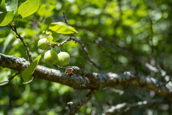 特写镜头李子成熟树绿色花园斯德哥尔摩瑞典7月特写镜头李子成熟树