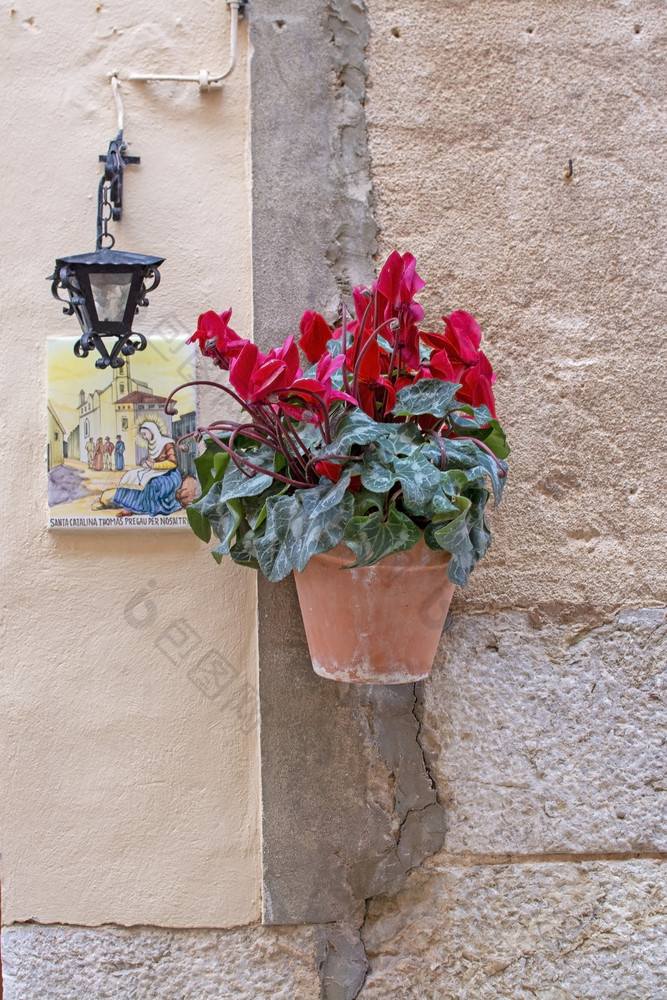 美丽的Terracotta花盆与红色的仙客来花和圣诞老人卡特琳娜托马斯。陶瓷板和黑色的铁灯石头墙巴尔德莫萨马略卡岛美丽的Terracotta花盆与红色的仙客来花巴尔德莫萨马略卡岛