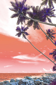垂直图像棕榈树树叶特写镜头对生活珊瑚天空背景棕榈轮廓温暖的生活珊瑚天空热带
