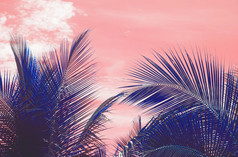 棕榈轮廓温暖的生活珊瑚天空热带概念为旅行背景棕榈轮廓温暖的生活珊瑚天空热带