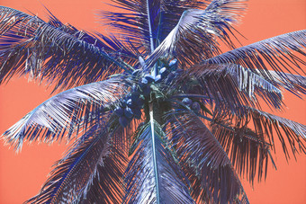 棕榈轮廓温暖的生活珊瑚天空热带概念为旅行背景棕榈轮廓温暖的生活珊瑚天空