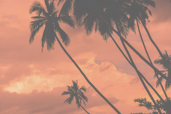 棕榈轮廓温暖的生活珊瑚天空热带概念为旅行背景棕榈轮廓温暖的生活珊瑚天空