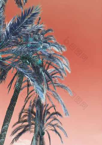 垂直图像棕榈树树叶特写镜头对生活珊瑚天空背景棕榈树树叶生活珊瑚天空