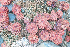 多汁的植物花圃健美的生活珊瑚阴影背景纹理多汁的植物花圃健美的生活珊瑚